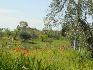 Basilicata på våren