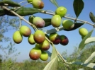 Olivodling